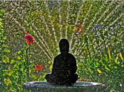 Buddah Keeping Cool