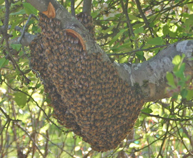 bee swarn on tree 2
