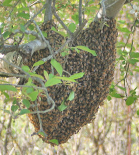 bee swarm on tree 1