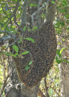 bee swarn on tree 3