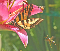 Butterfly and Friends