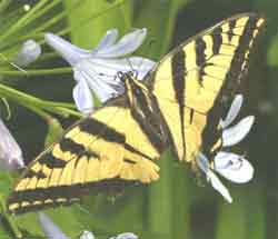 Yellow Butterfly on Agapantha