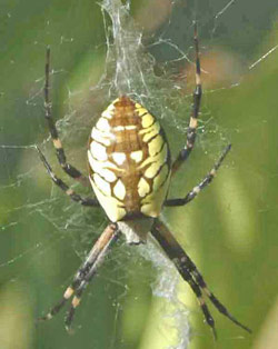 Black and Yellow Garden Spider