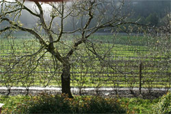 Walnut in the Rain