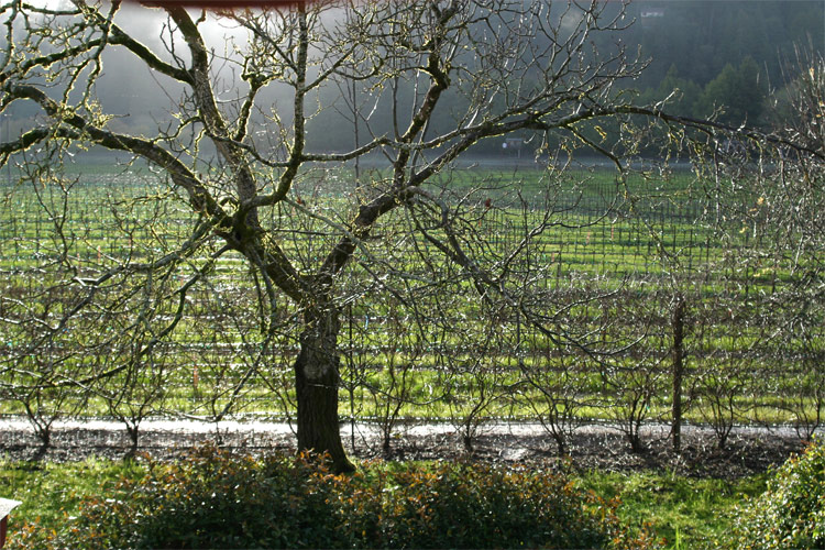 Walnut after Rain